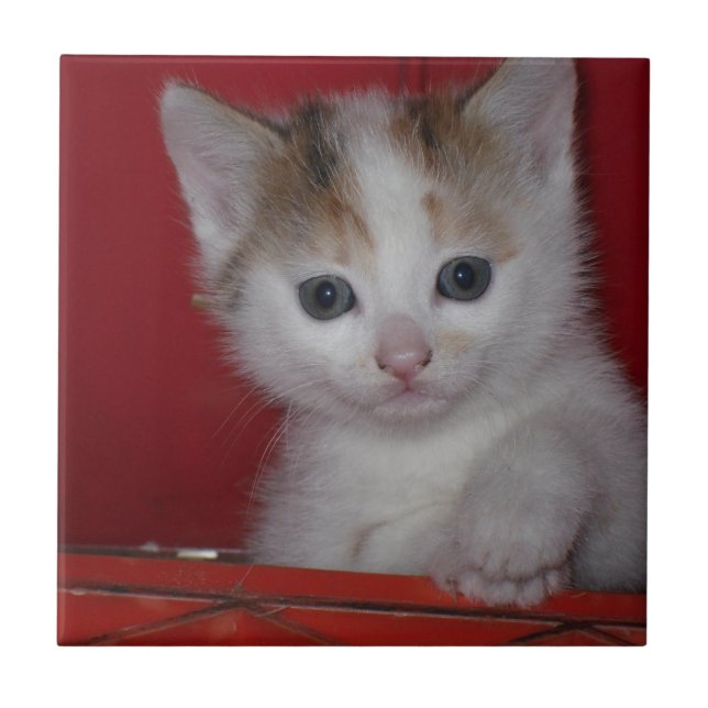 Carreau Chaton mignon (Devant)