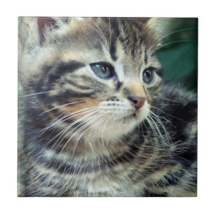 Carreau Chaton mignon adorable