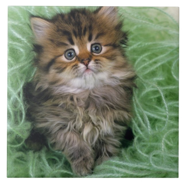 Carreau Chaton persan (Devant)