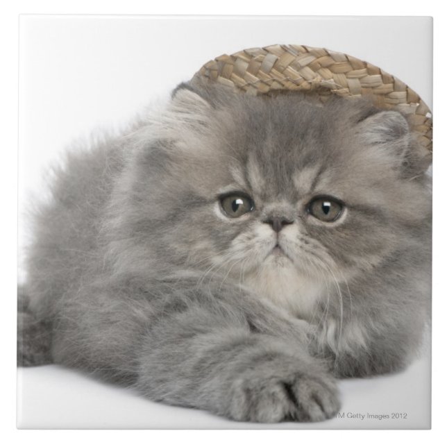Carreau Chaton persan (2 mois) portant une paille (Devant)