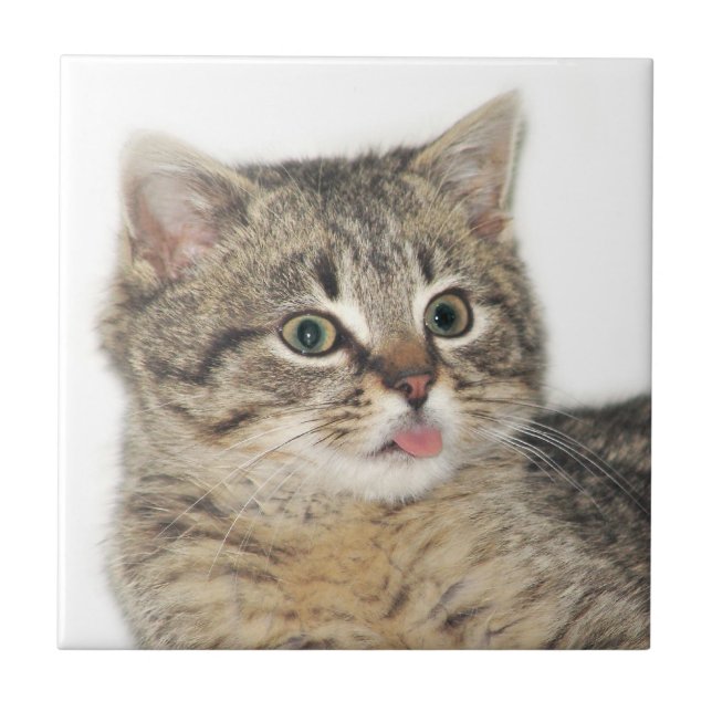 Carreau Chaton razzberry (Devant)