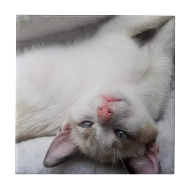 Carreau Chaton siamois doux aux yeux bleus (Devant)