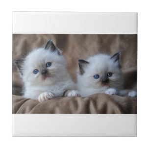 Carreau Chatons de Ragdoll