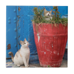 Carreau Chats jouant à Rabat, Maroc