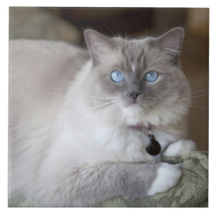 Carreau Chatte Ragdoll