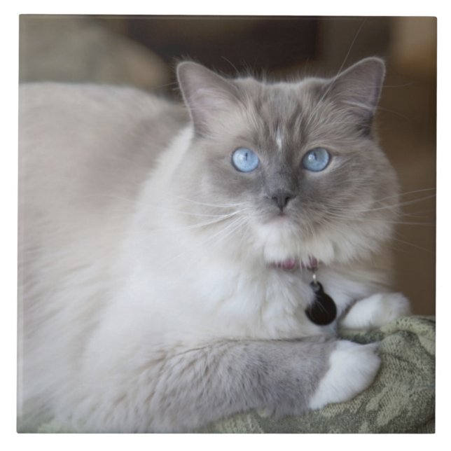 Carreau Chatte Ragdoll (Devant)