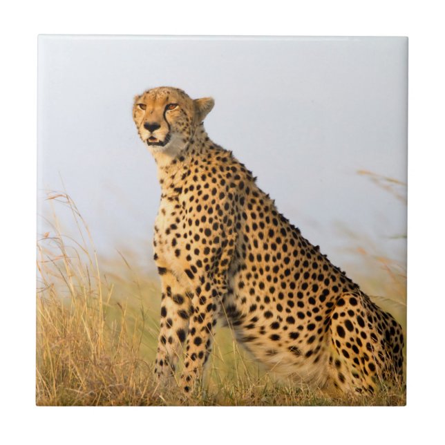 Carreau Cheetah (Devant)