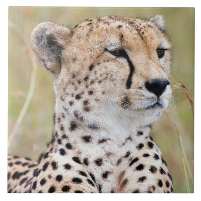 Carreau Cheetah (Devant)