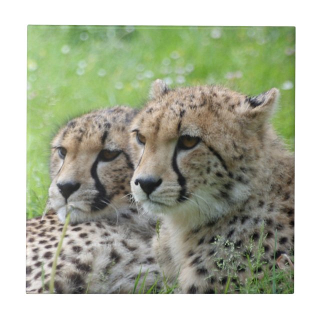Carreau Cheetah 009 (Devant)