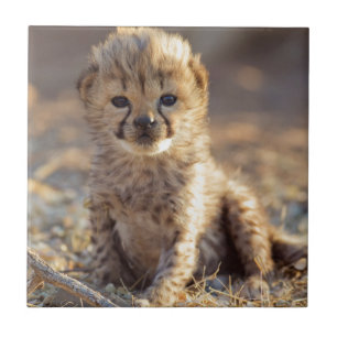 Carreau Cheetah 19 jours bébé mâle