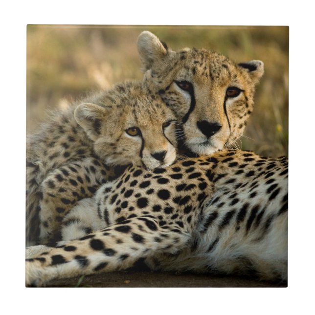 Carreau Cheetah Cub Snuggling (Devant)