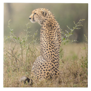 Carreau Cheetah Dans Un Cadre Naturel Africain