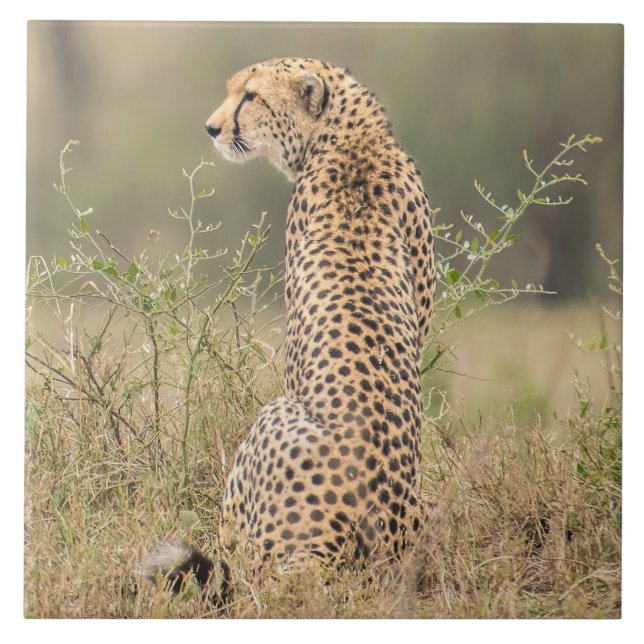 Carreau Cheetah Dans Un Cadre Naturel Africain (Devant)
