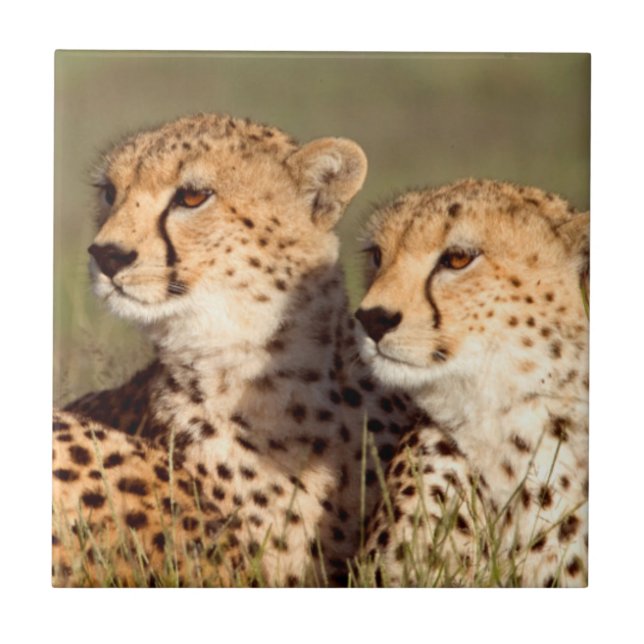 Carreau Cheetah Lying (Devant)