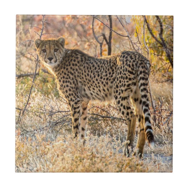 Carreau Cheetah regarde autour de lui (Devant)