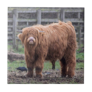 Carreau Cheikh Highland bébé vache Jigsaw Puzzle Photo I