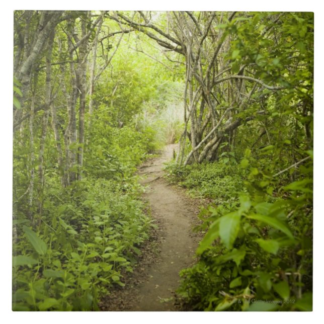 Carreau Chemin à travers la forêt (Devant)