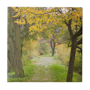 Carreau Chemin en automne