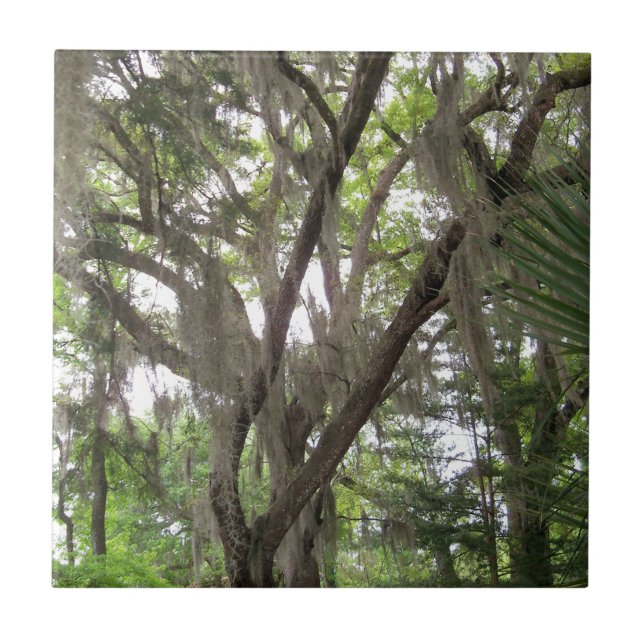 Carreau chêne avec mousse espagnole agitant dans les branc (Devant)