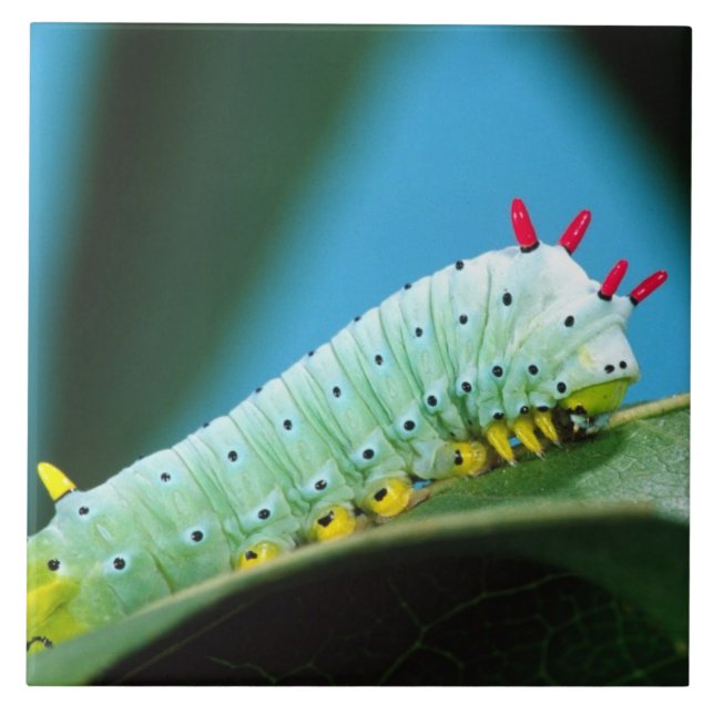 Carreau Chenille du papillon Prométhée, Callosamia (Devant)
