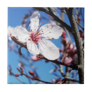 Carreau Cherry Blossom 2