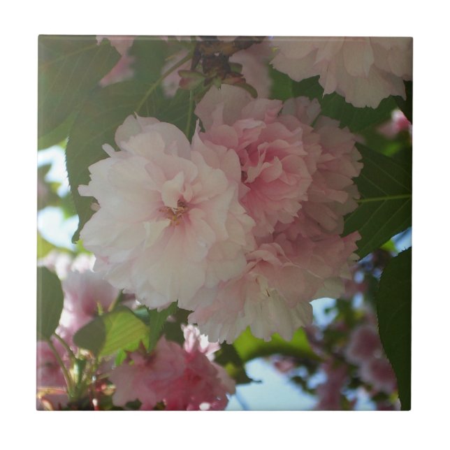 Carreau Cherry Tree I Spring Floral (Devant)