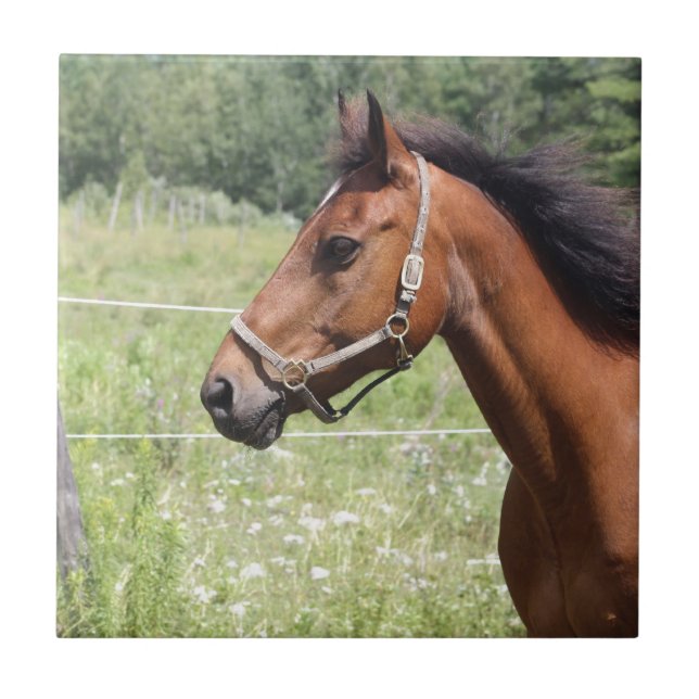 Carreau Cheval (Devant)