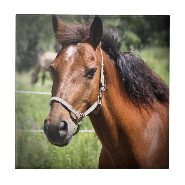 Carreau Cheval 8674 (Devant)