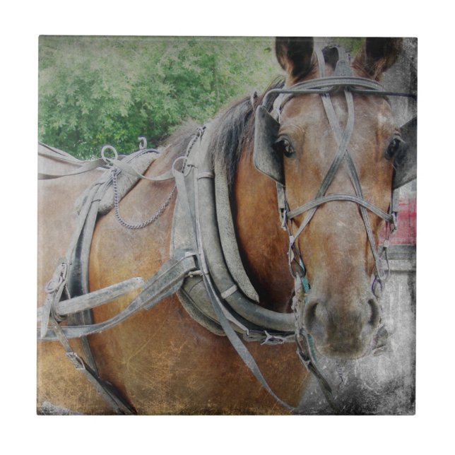 Carreau Cheval Amish et Buggy (Devant)