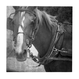 Carreau Cheval avec des erreurs au courrier s'accrochant