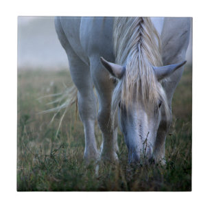 Carreau Cheval blanc