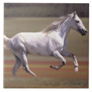 Carreau Cheval blanc fonctionnant dans le domaine