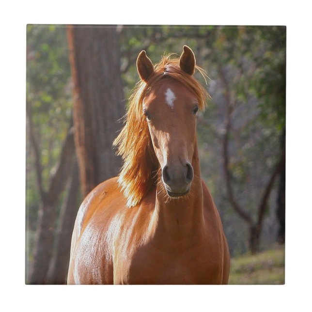 Carreau Cheval Brown au soleil (Devant)