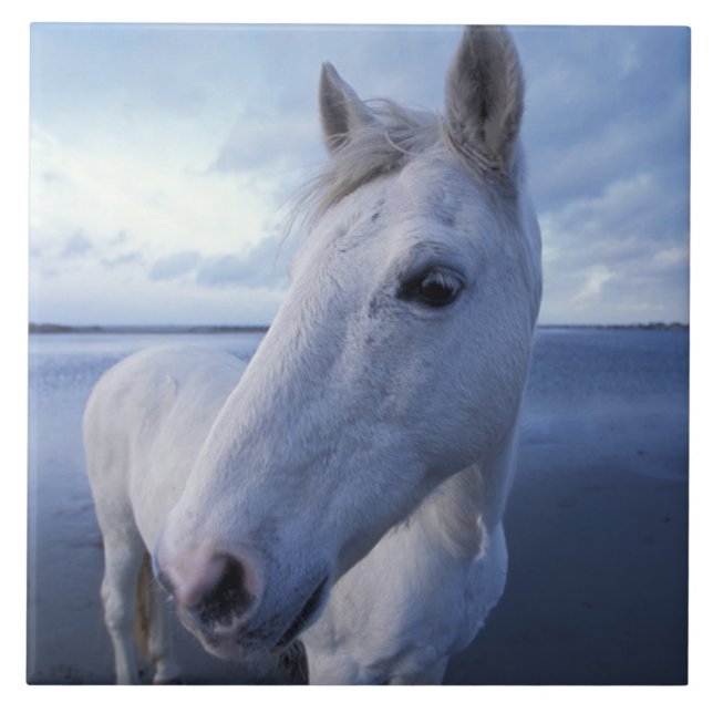 Carreau Cheval de Camargue (Devant)