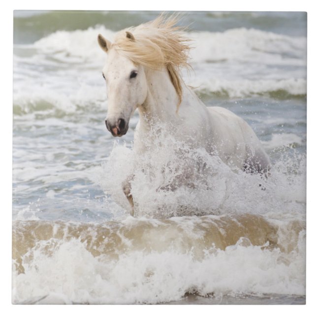 Carreau Cheval de Camargue dans le ressac (Devant)
