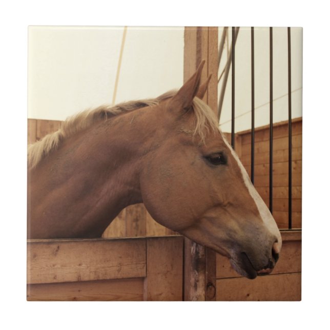 Carreau Cheval de châtaignes avec lame en décrochage (Devant)