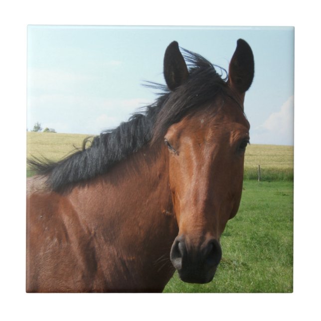 Carreau Cheval de la baie dans le pâturage (Devant)