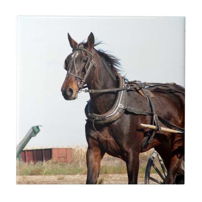 Carreau Cheval de l'Amish rural et buggy (Devant)