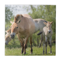 Cheval de Przewalski et poulain marchant