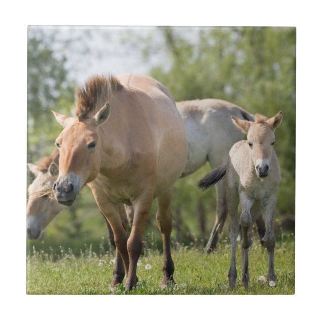 Carreau Cheval de Przewalski et poulain marchant (Devant)