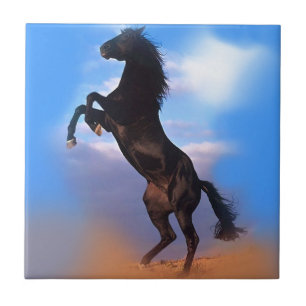 Carreau Cheval d'élevage