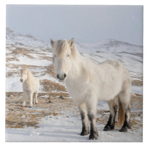 Carreau Cheval islandais   Blonduos, Islande