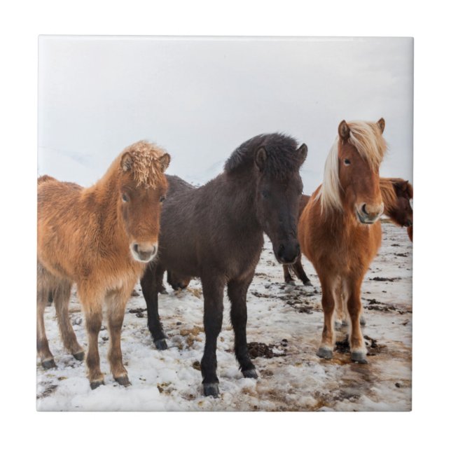 Carreau Cheval islandais en hiver en Islande (Devant)