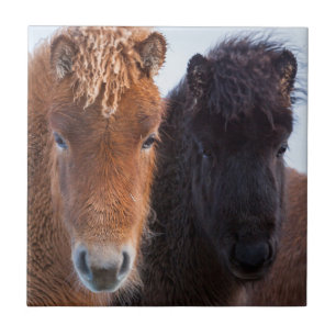 Carreau Cheval islandais en hiver en Islande