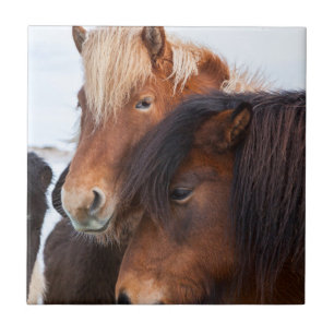 Carreau Cheval islandais en hiver en Islande