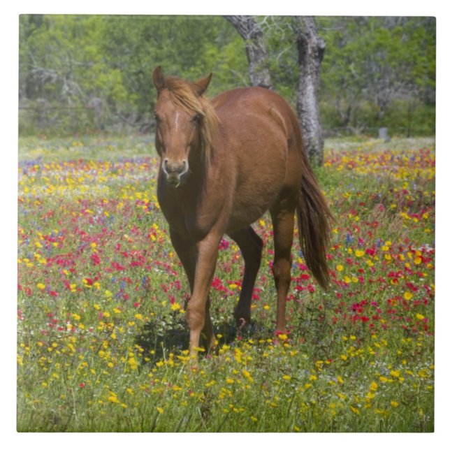 Carreau Cheval Quarter Horse dans un champ de fleurs sauva (Devant)