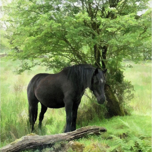 CARREAU CHEVAUX (A beautiful black mare resting in the shade of the tree.)