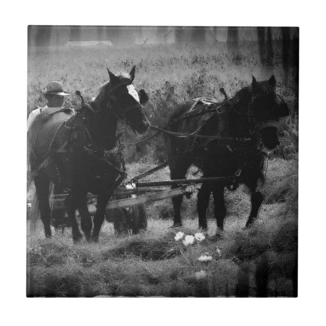 Carreau Chevaux Amish en champ de foin (Devant)