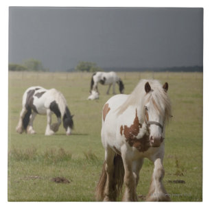 Carreau Chevaux de Clydesdale dans un domaine, le