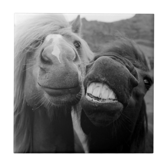 Carreau Chevaux de sourire des images | de Getty (Devant)